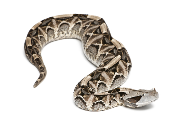 African Saw Scaled Viper Echis_ocellatus_from_Ghana